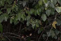 Scolopia crenata